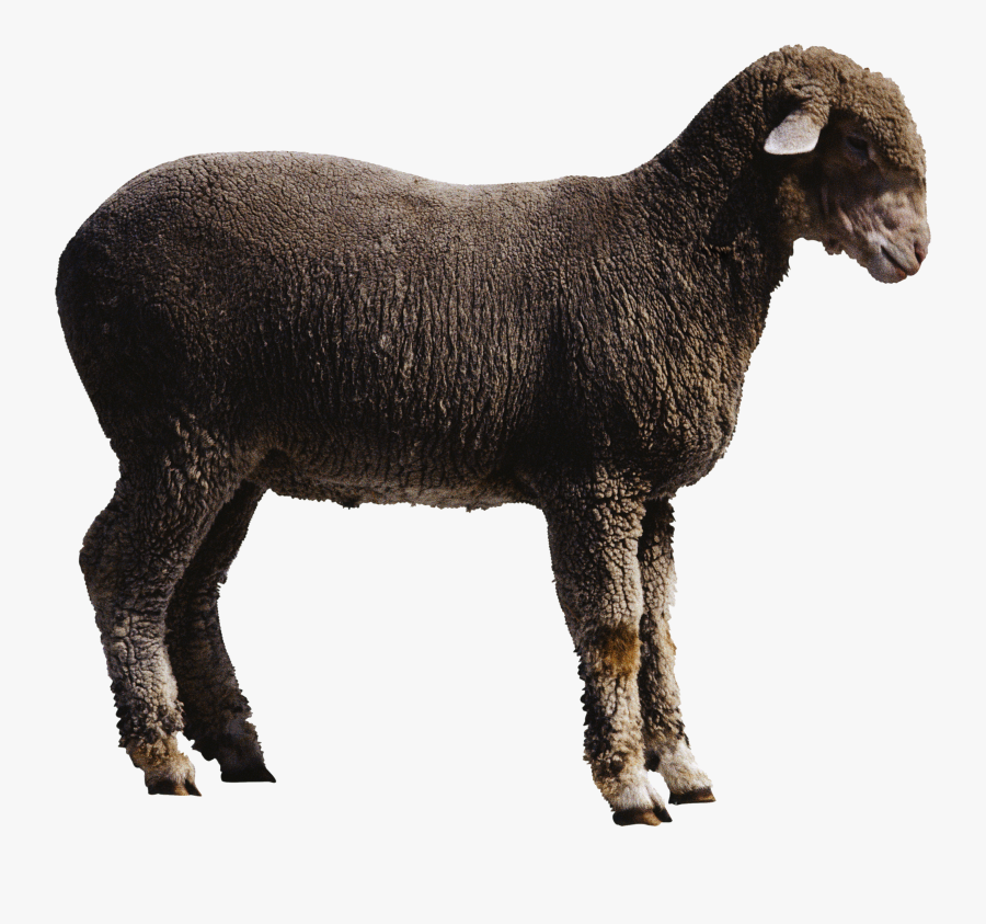 Sheep Png Transparent Transparent Background Sheep Png Free