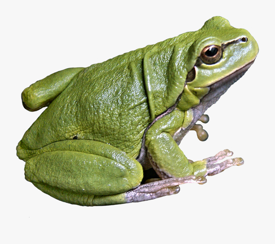 American Bullfrog Png Free Transparent Clipart ClipartKey
