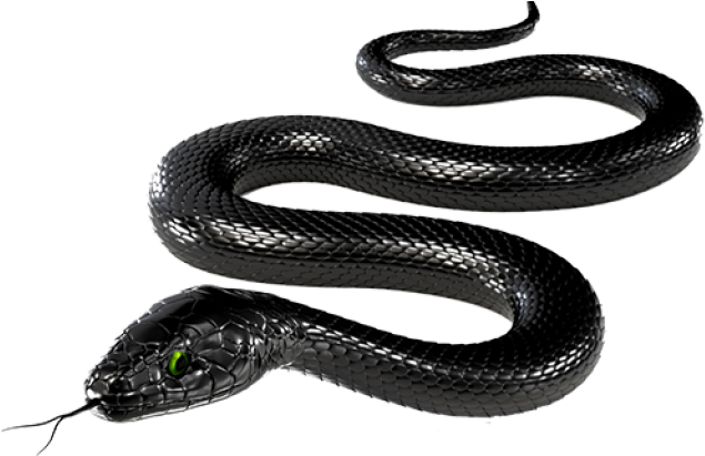 Download Black Rat Snake Transparent - ClipartKey