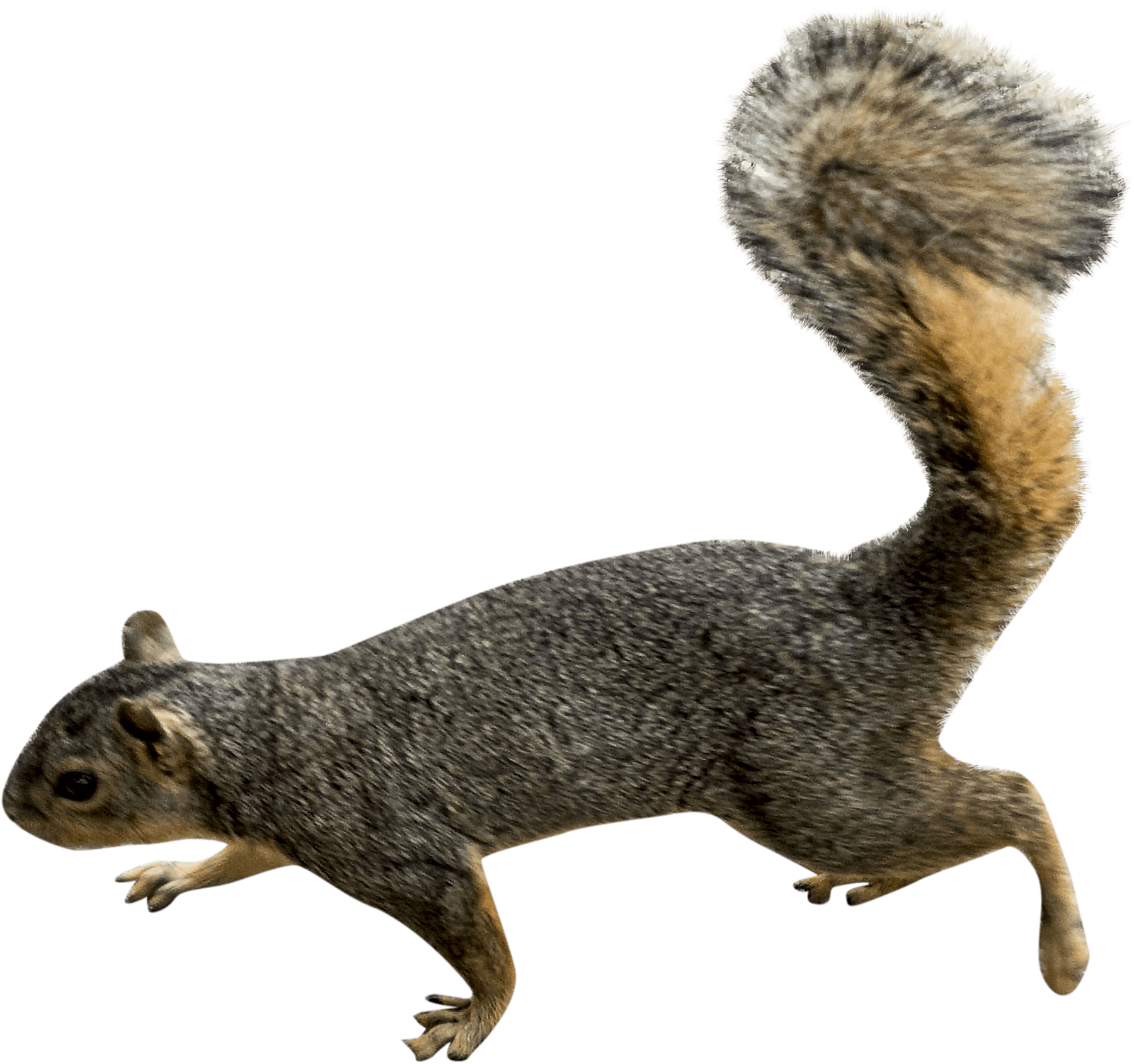 Download Squirrel Transparent Background - ClipartKey