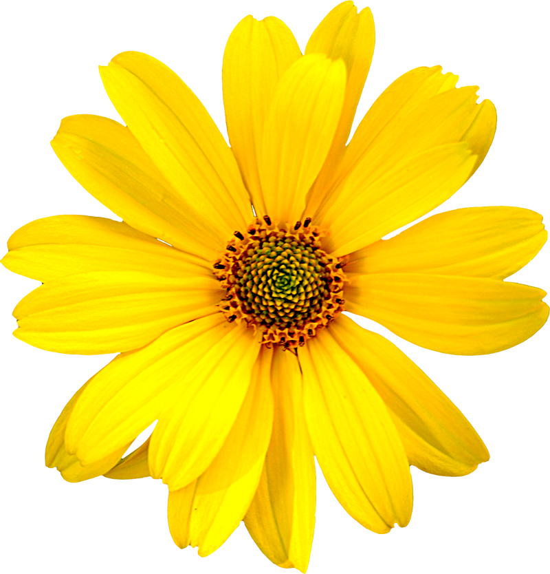 Download Transparent Field Of Flowers Png - Realistic Sunflower Clip ...