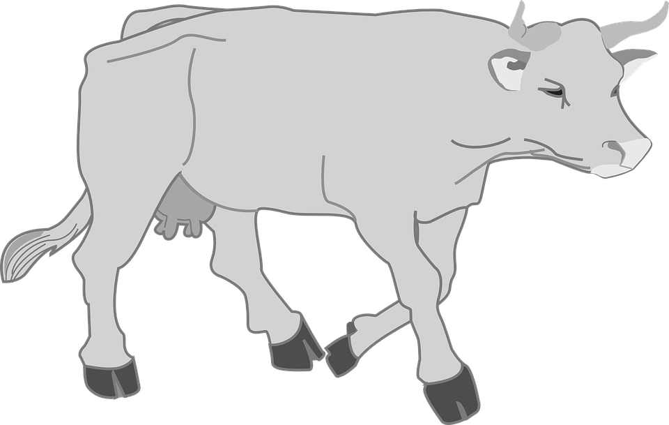 Download Gray, Farm, Cow, Walking, Animal - Vector Transparent ...