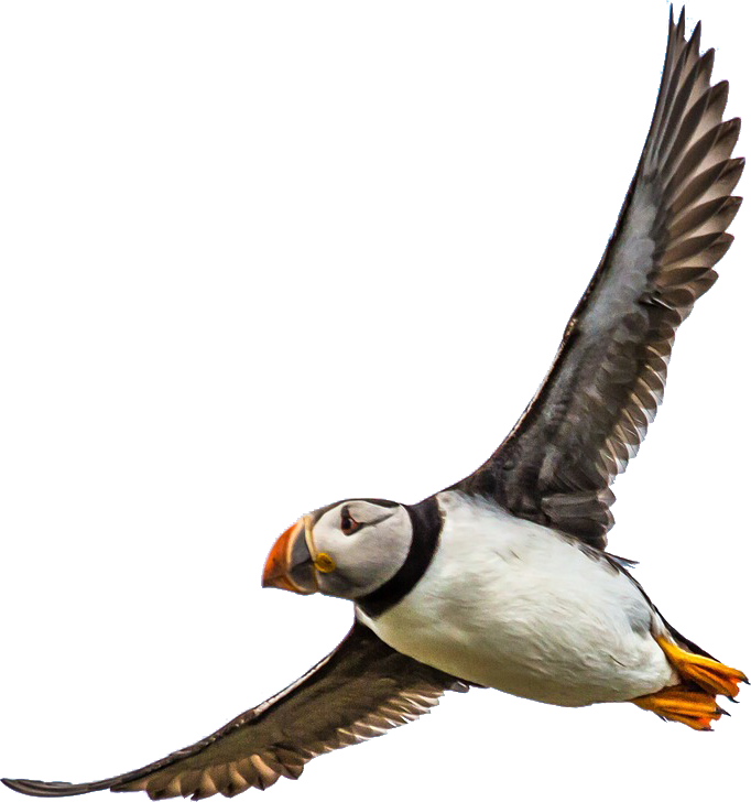 Download Transparent Puffin Png - Atlantic Puffin - ClipartKey