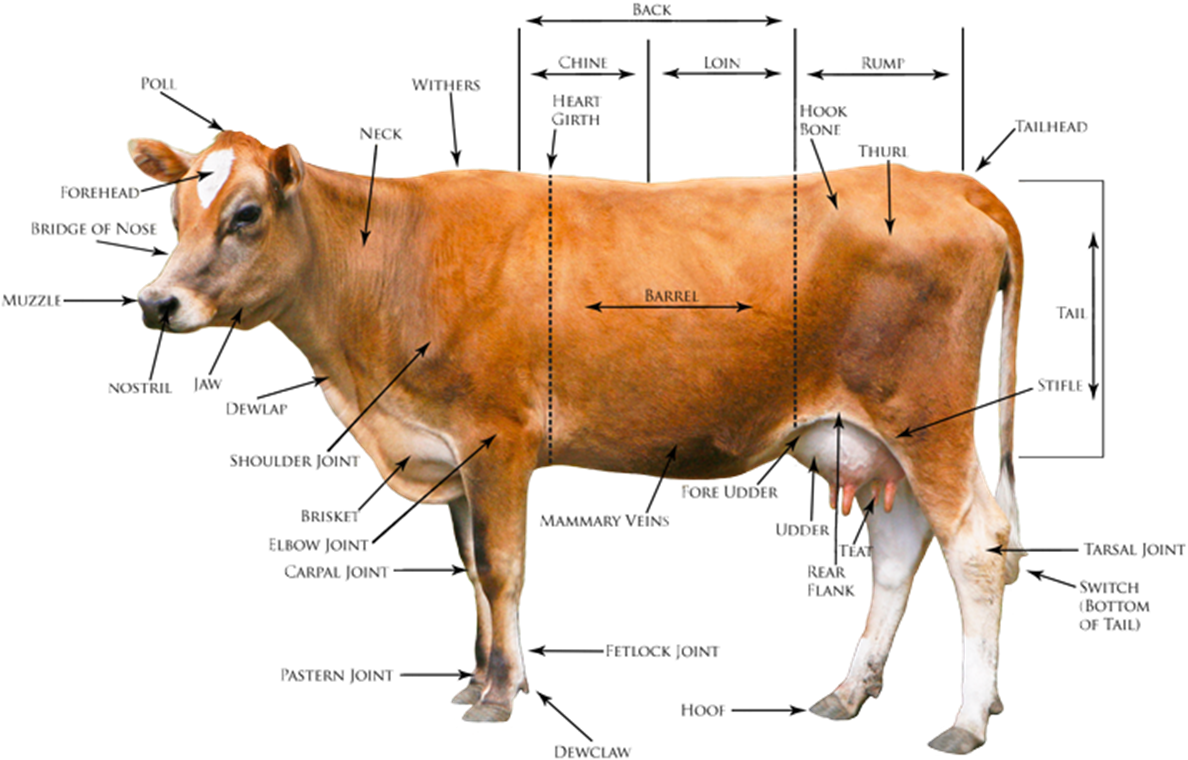 Download Cows Body Diagram Wiring Diagrams Cows Body Diagram Dairy Cattle Body Conformation 0392