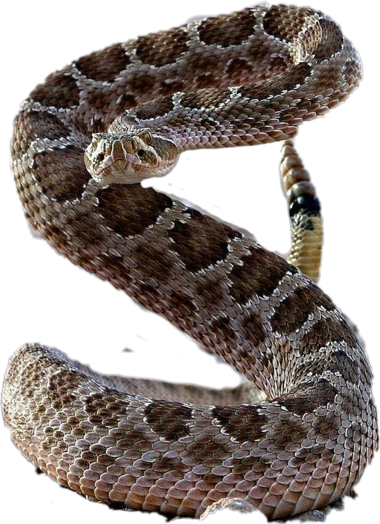 Download ##freetoedit #snake #reptiles #rattlesnake #desert - Pissed ...