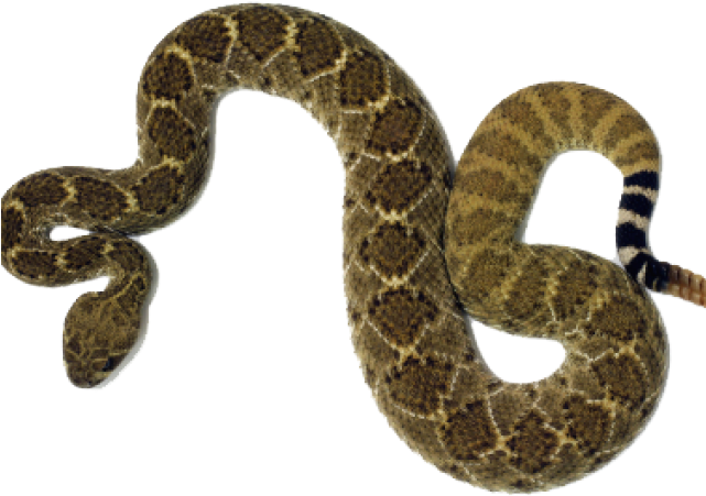 Download Rattlesnake Png Transparent Images - Rattlesnake Clipart Png ...