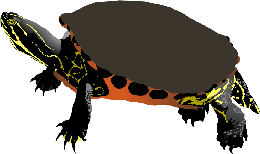 Download Clipart Turtle Spotted Turtle - Free Painted Turtle Clip Art ...