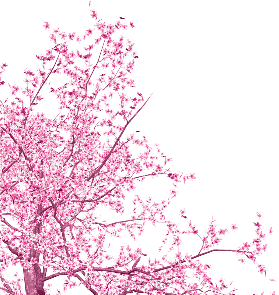 Download Transparent Sakura Tree Png - Flower Pink Tree Png - ClipartKey