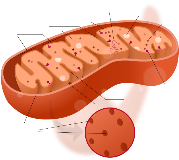 Download Does Mitochondria Look Like - ClipartKey