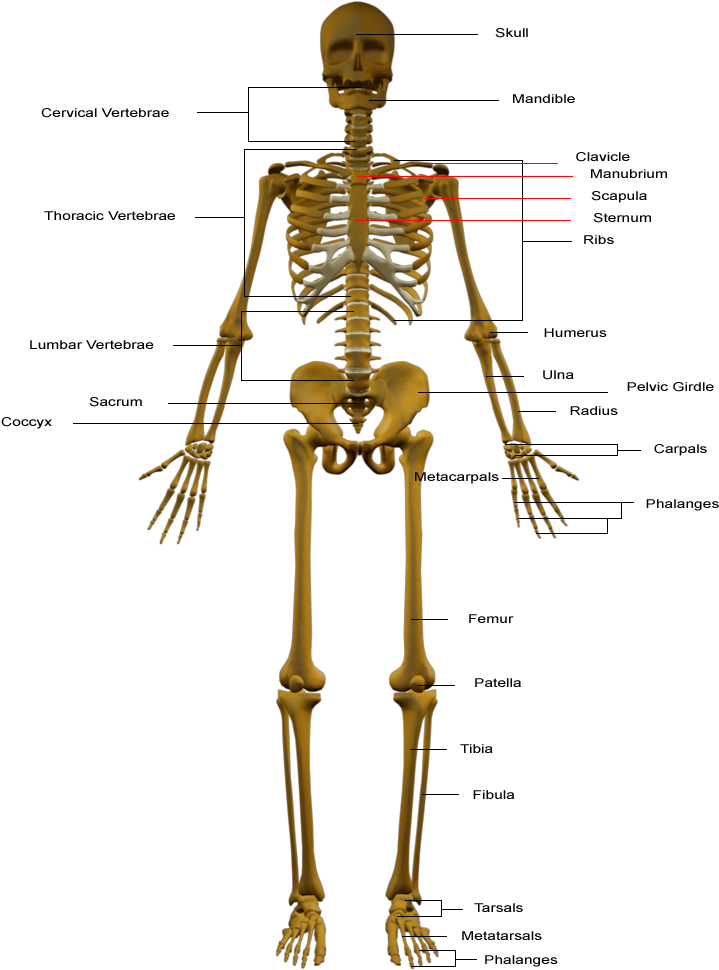 Download Transparent Skeletal System Png - Parts Of Skeleton System ...