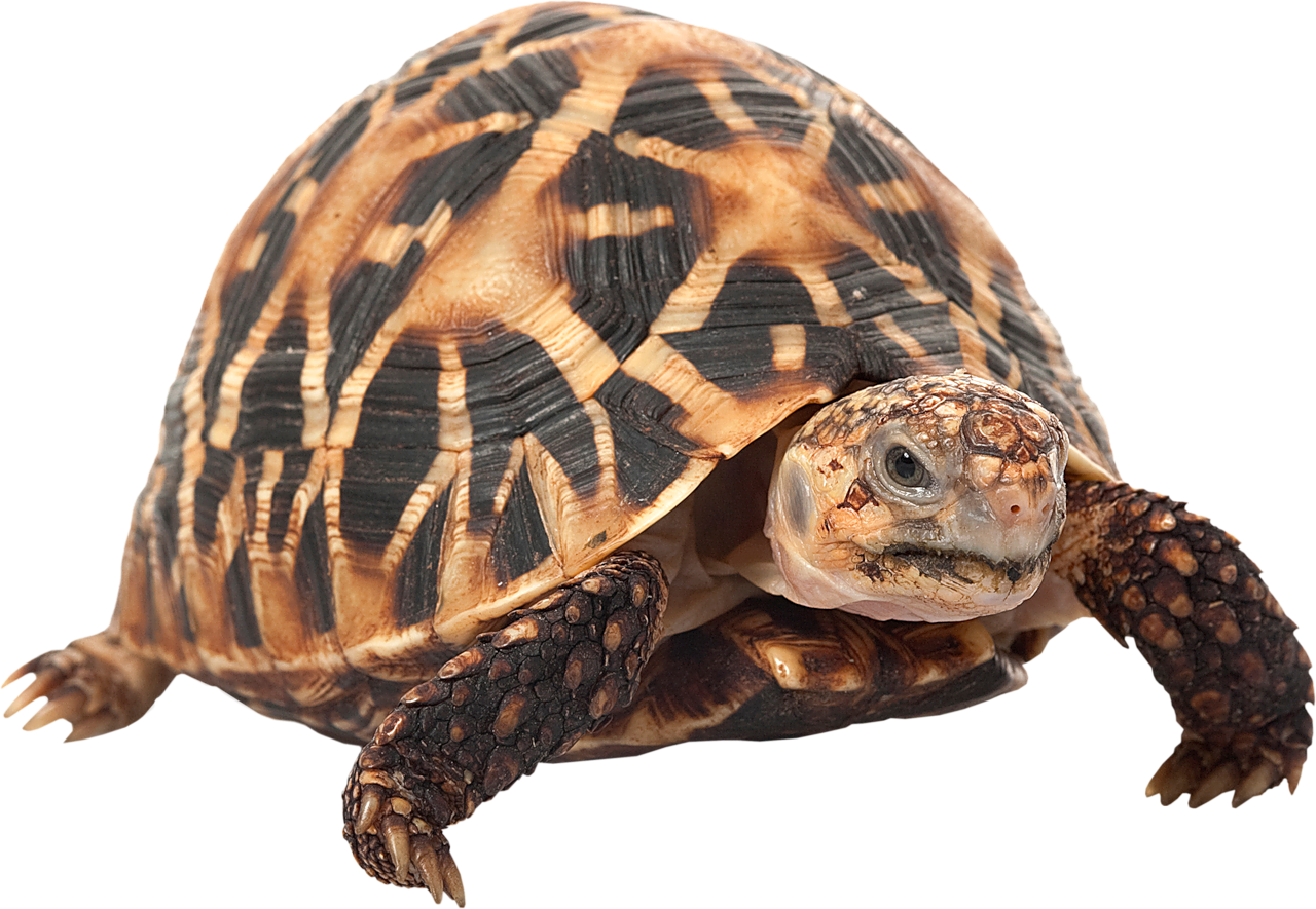 Download Indian Star Tortoise - ClipartKey