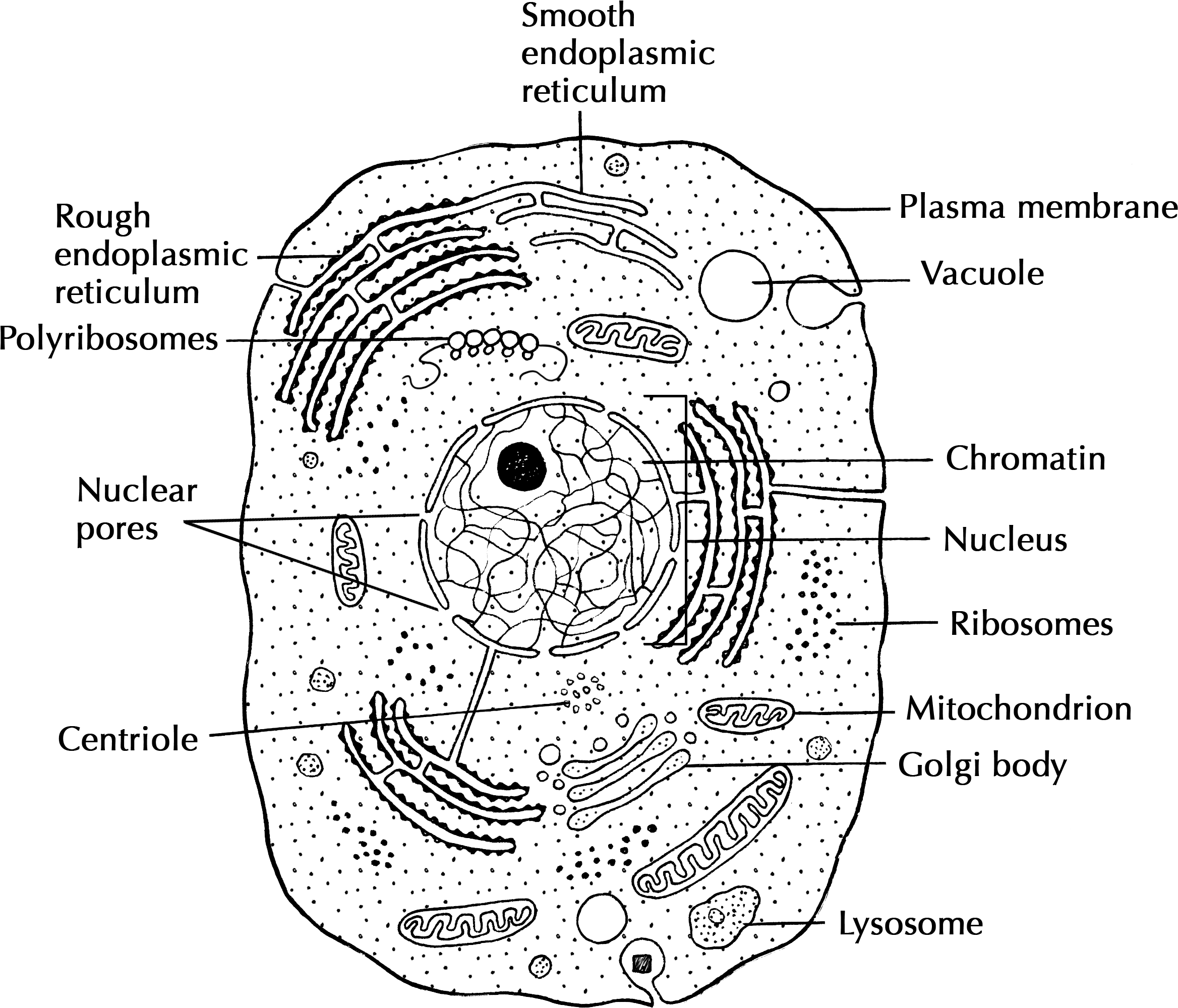 Клетка на латыни. Animal Cell структура. Строение клетки схема на латыни. Строение клетки на латыни. Строение Cell.