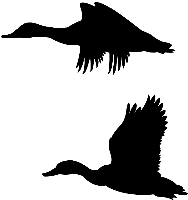 Download Mallard Duck Flying Outline - ClipartKey