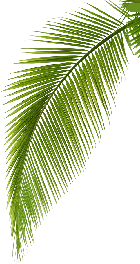 Download Transparent Leaf Branch Clipart - Palm Tree Artwork - ClipartKey