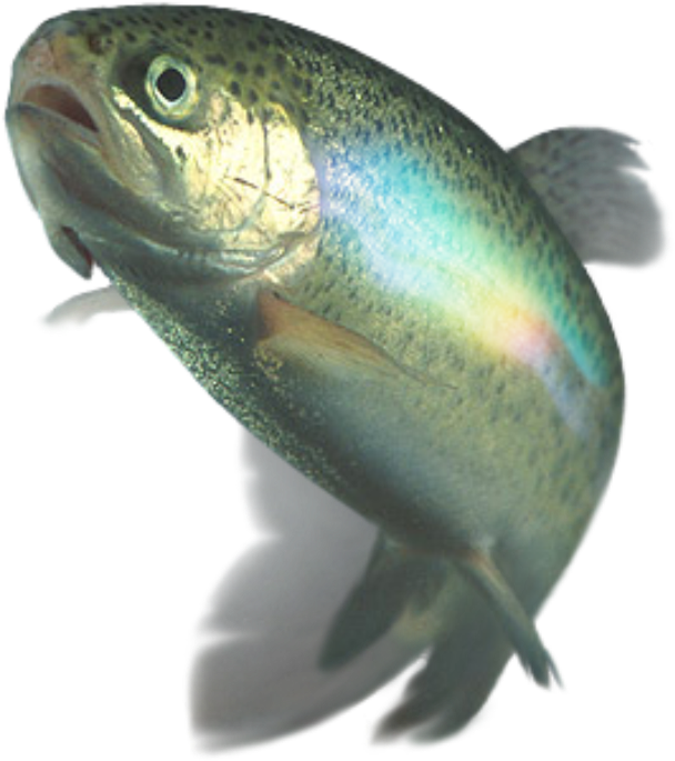 Download Transparent Rainbow Trout Png - Whack You Ve Been Whacked By A ...