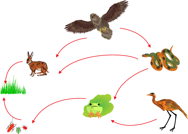 Download Food Chain Biological Circle Of Nature - Food Chain - ClipartKey