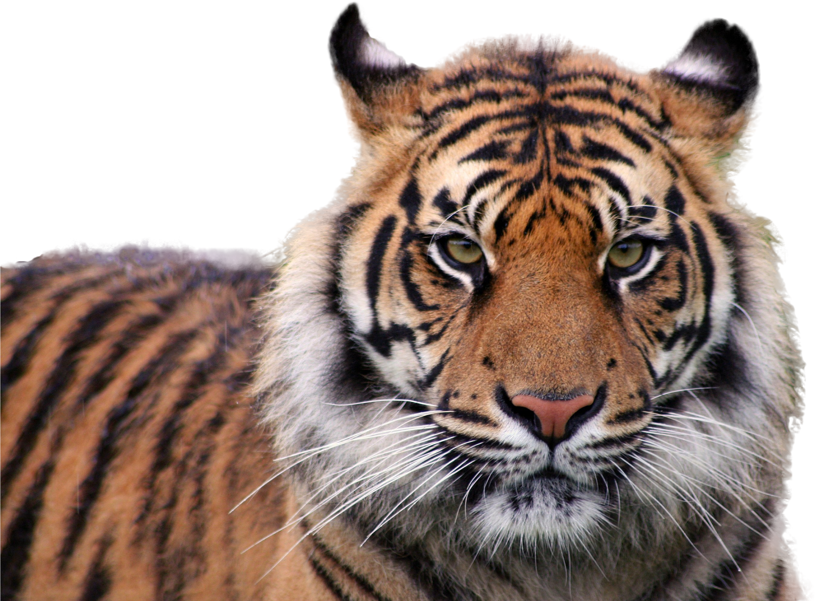 Тигр пнг. Тигр фото PNG. Тигр фото на белом фоне полностью. Тигр PNG лучшее качество. Tiger Pet PNG.