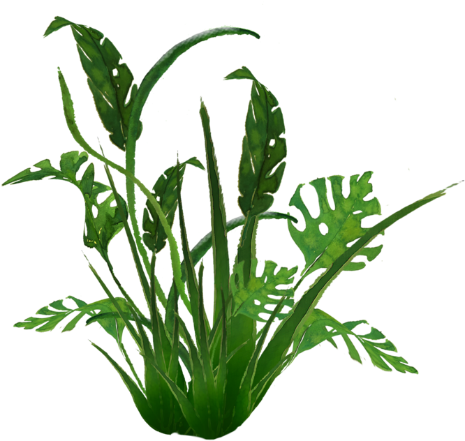 Download Transparent Jungle Plants Png - Jungle Plants Transparent