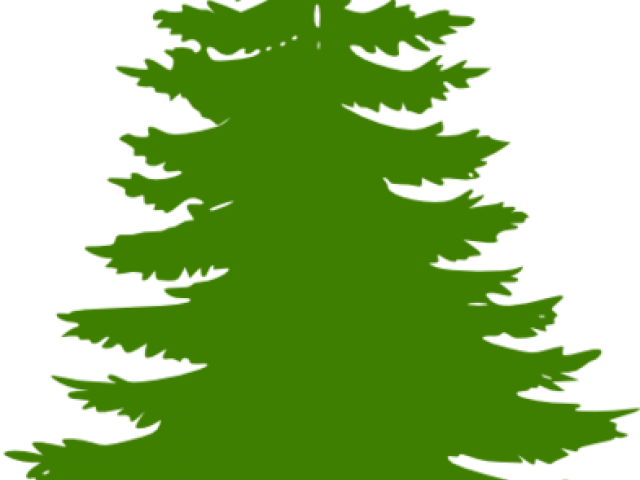 Download Cedar Tree Cliparts Clipart Black Pine Tree Clipartkey 