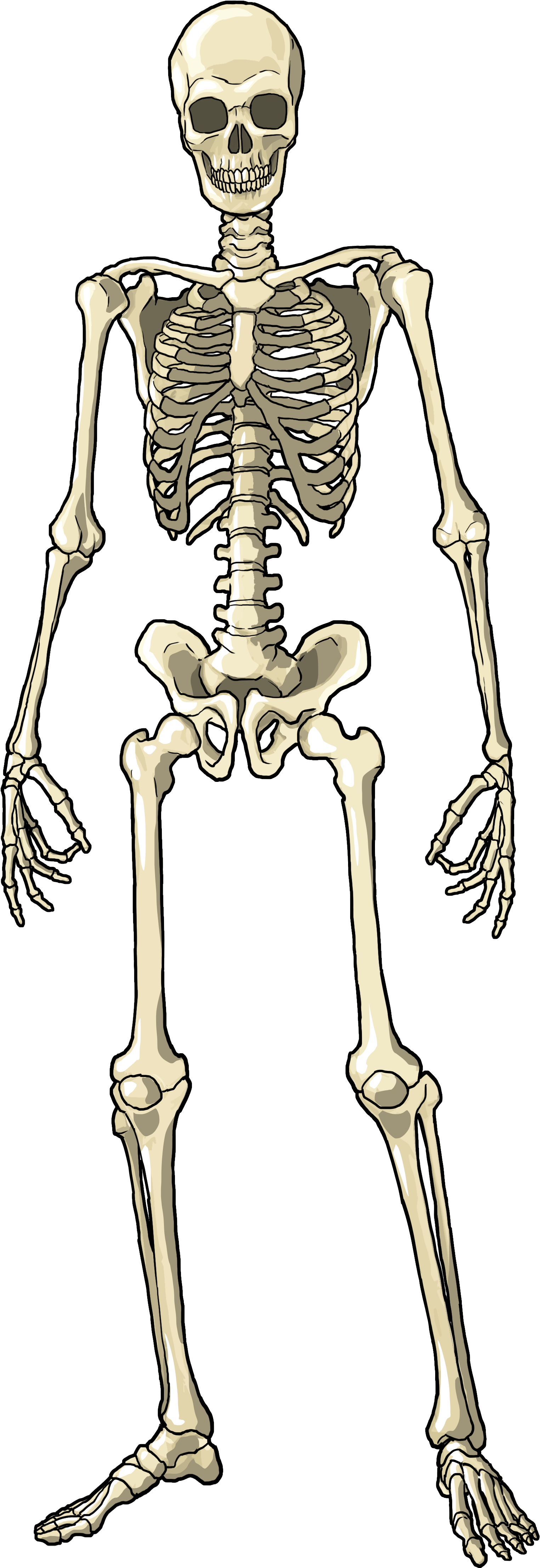 Download Skeleton Full Body Png - ClipartKey