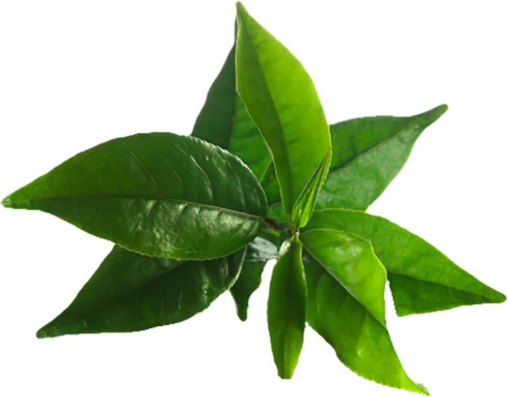 Download Tea Tree Leaves Png - ClipartKey