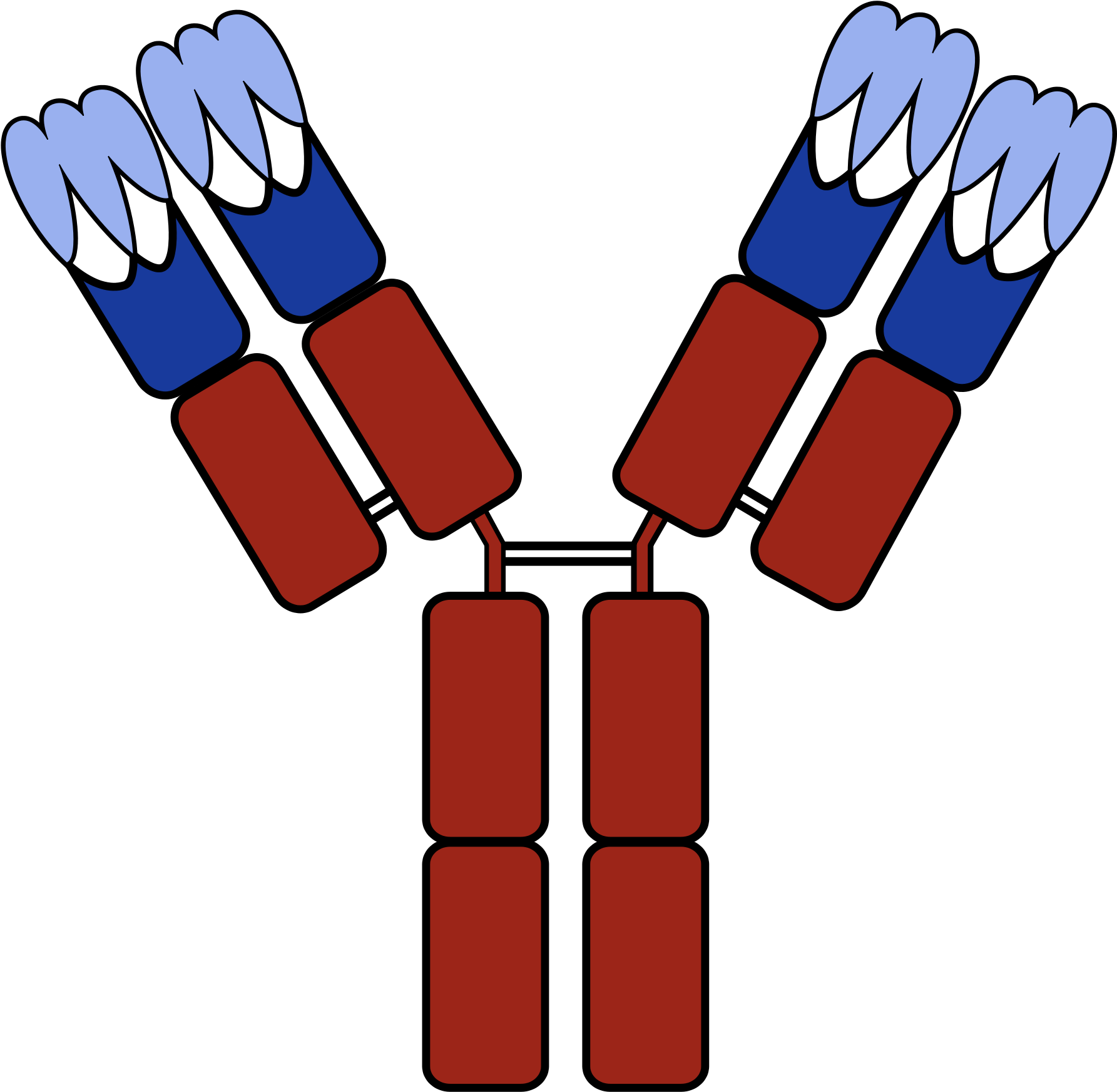 Download Antibody Cartoon Png - ClipartKey