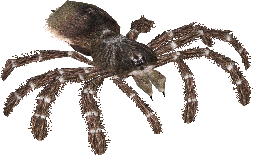 Download Clip Art Brazilian Red And White Tarantula - Goliath Bird ...