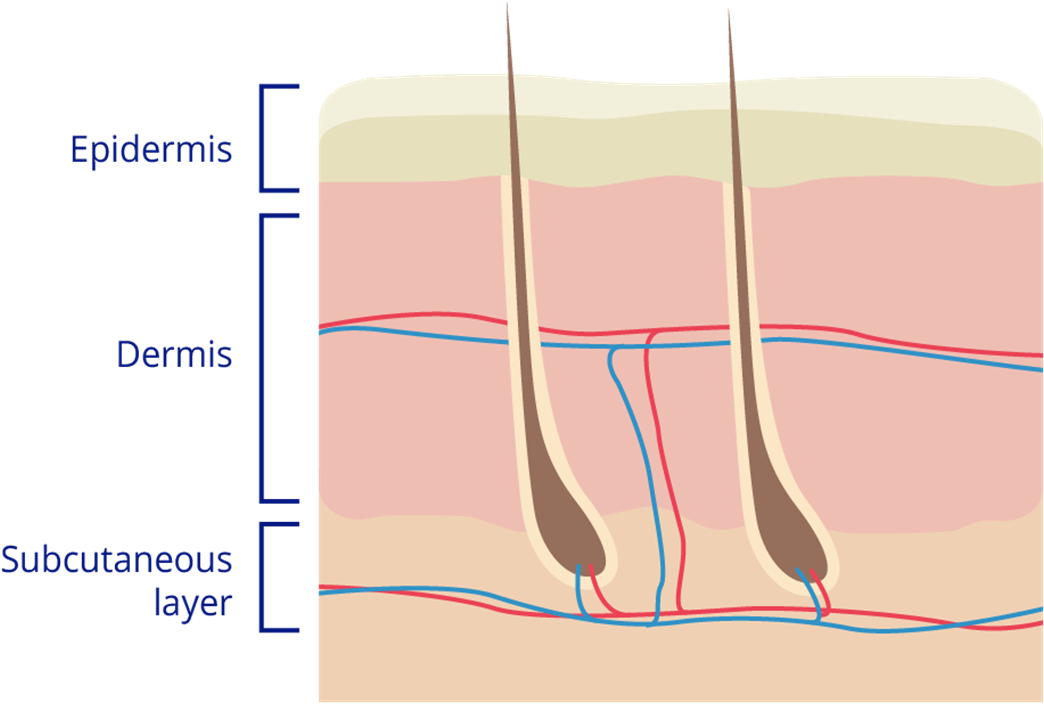 Download Clip Art Finger Human Anatomy Dermis - Dermis Png - ClipartKey