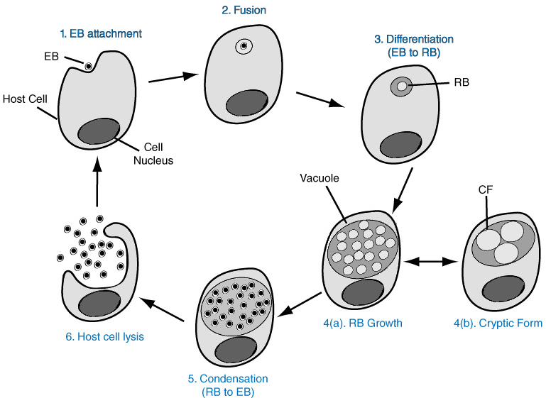 Download Chlamydia Png Hd Pluspng Chlamydia Png Clipartkey 9659