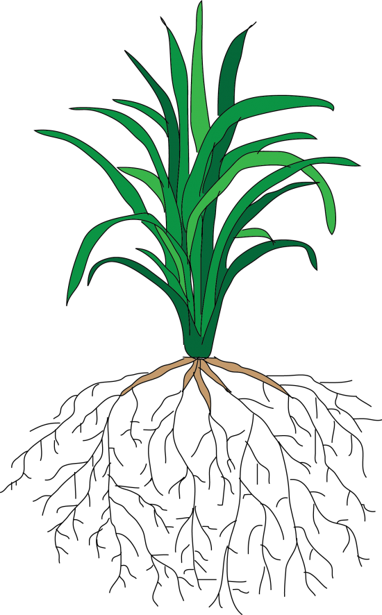 Download Rice Plant With Roots - Clipartkey