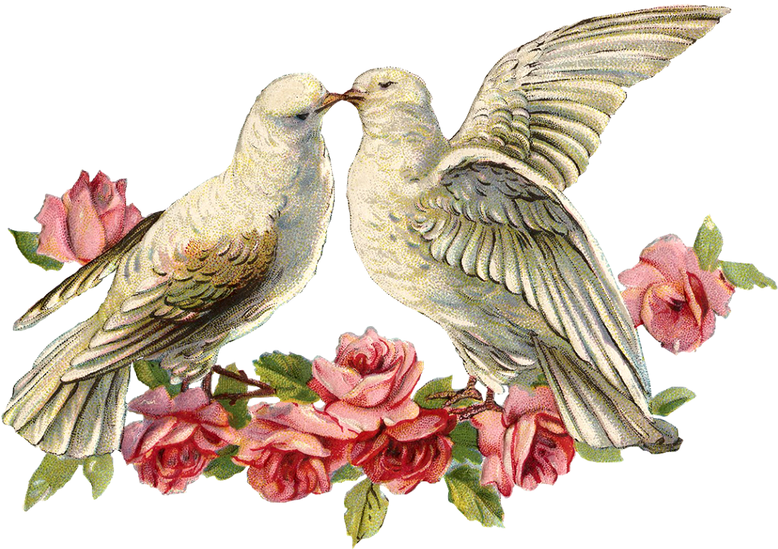 Download Love Doves Png - ClipartKey