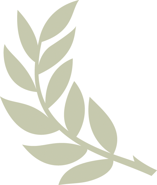 Download Olive Branch Transparent Background - ClipartKey