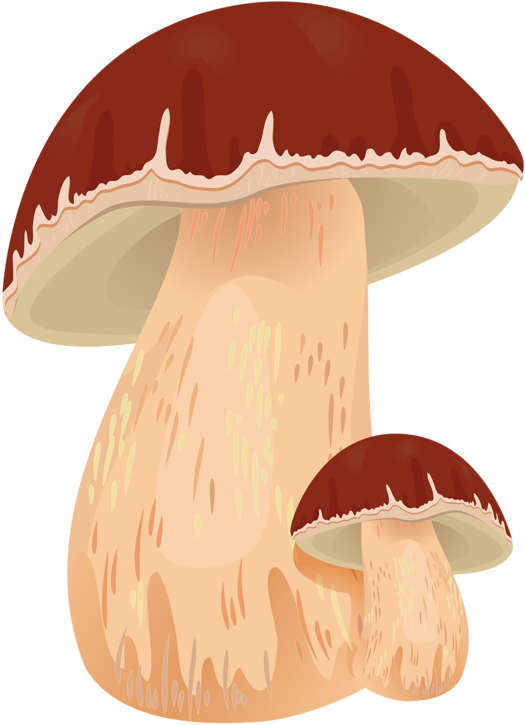 Download Drawing Mushrooms Chanterelle Mushroom - ClipartKey