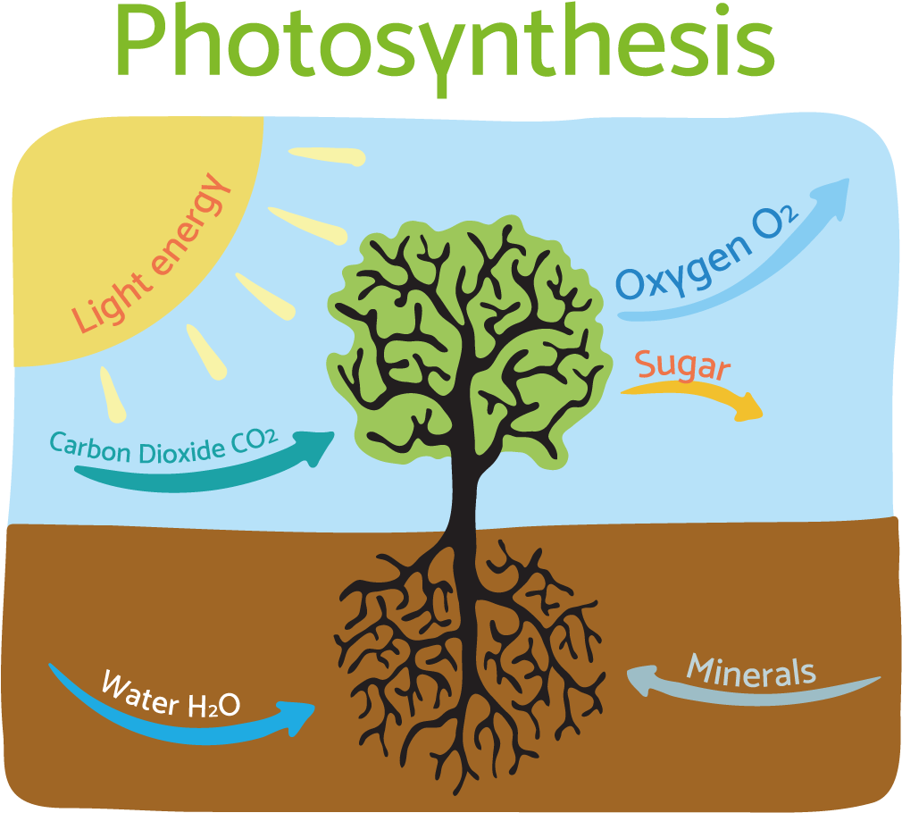 Download Photosynthesis Diagram - ClipartKey