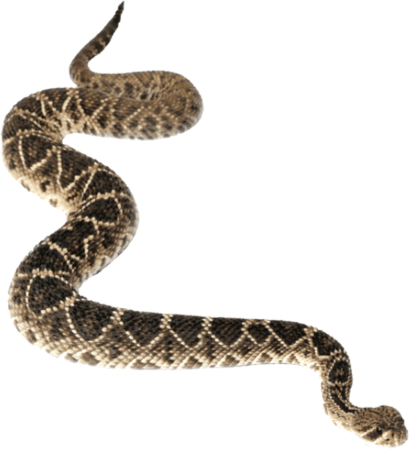 Download Transparent Snake Clip Art - Transparent Background ...