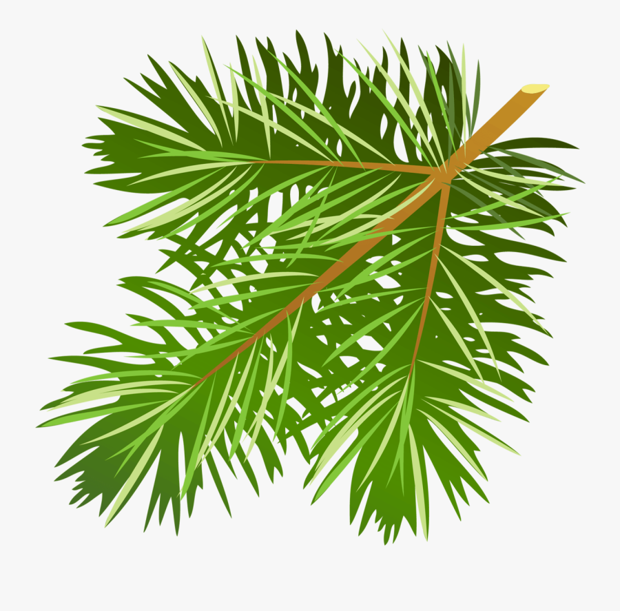 Pine Tree Branch Clipart - Pine Tree Branch Clip Art, Transparent Clipart
