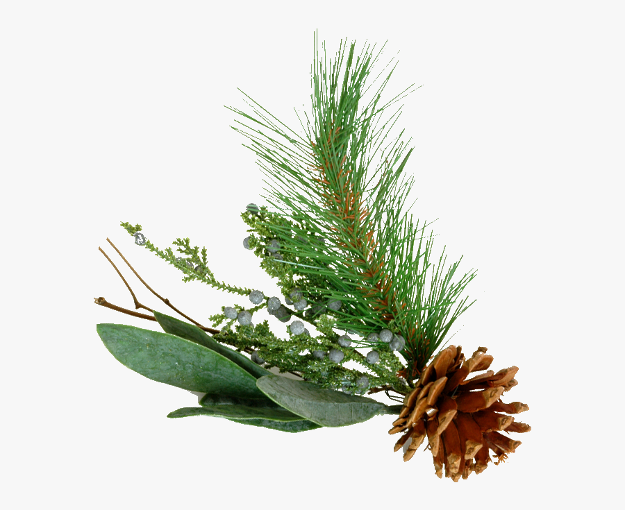 Pine Tree Branch Png Images Pictures - Pine Branch Png Transparent, Transparent Clipart