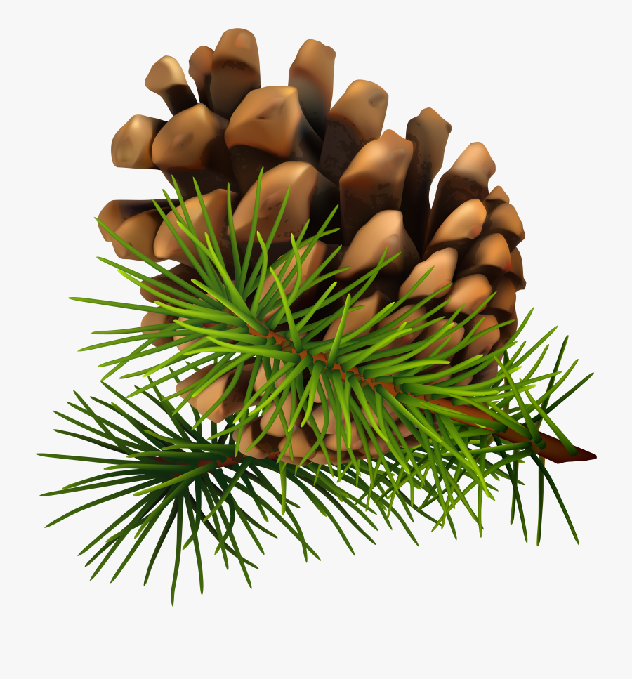 Clip Art Pine Cone, Transparent Clipart