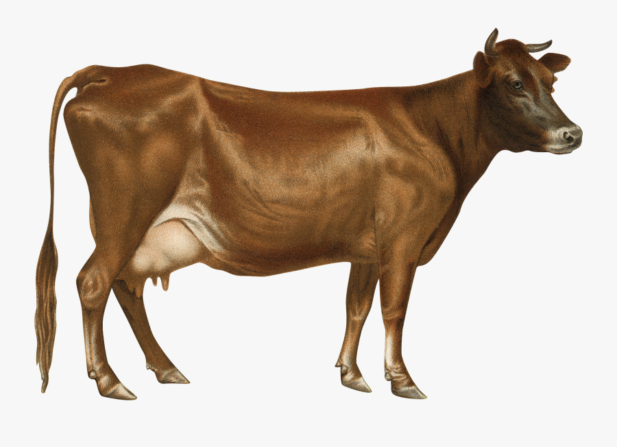 Cow Png - Transparent Background Cow Png, Transparent Clipart