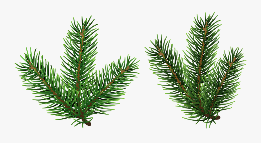Pine Tree Branches Png Clip Art - Pine Tree Branch Clipart, Transparent Clipart