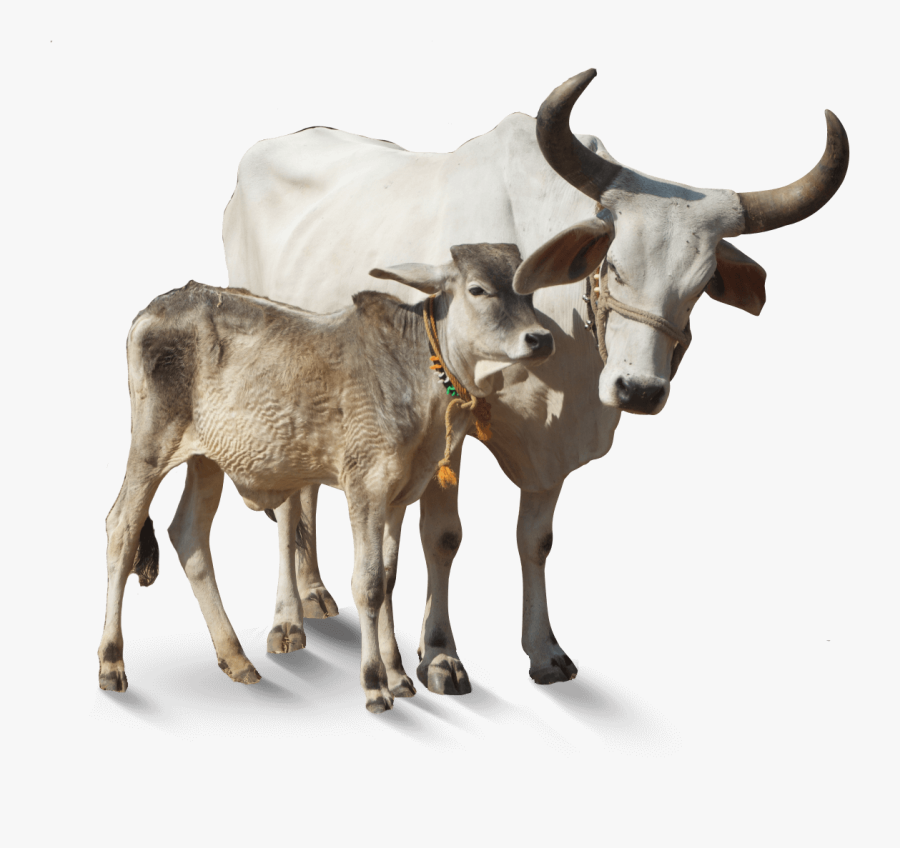 Free Cartoon Cow Clip Art - Indian Cow Images Png, Transparent Clipart
