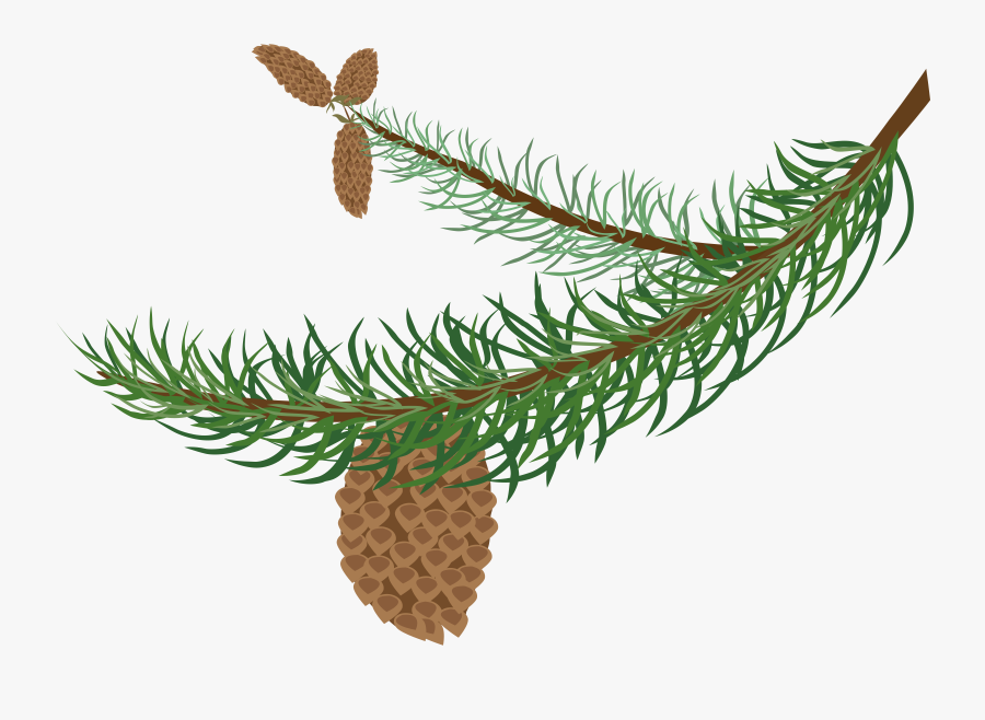 Fir Branch With Cones - Clipart Winter Tree Branch, Transparent Clipart