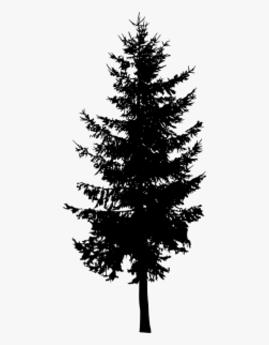 Transparent Evergreen Tree Clipart Black And White - Evergreen Tree