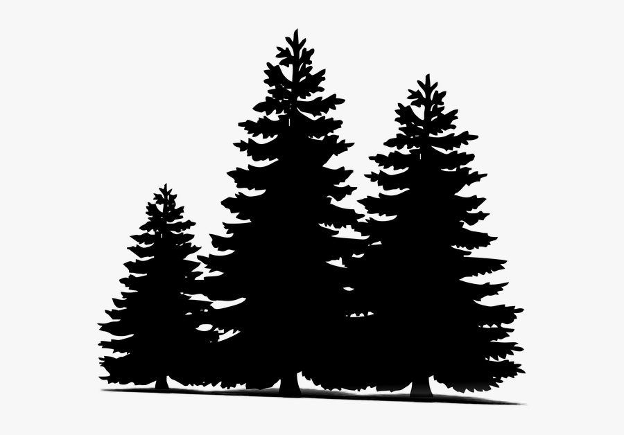 Download Transparent Pine Trees Clipart Black And White - Pine Tree ...