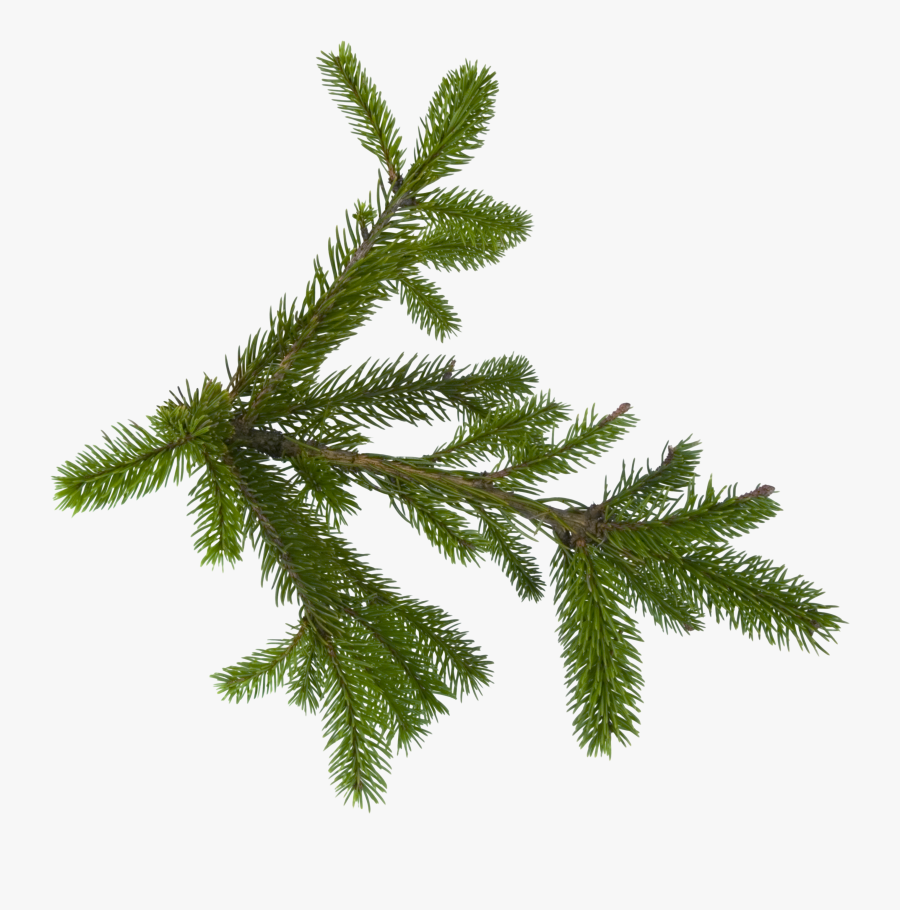 Transparent Pinetree Clipart - Pine Tree Leaf Png , Free Transparent