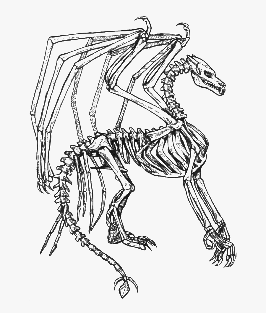 Dragon Drawing At Getdrawings - Dragon Skeleton Colouring Pages, Transparent Clipart
