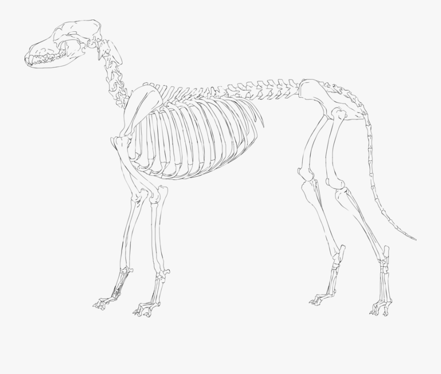 Скелет позвоночного животного рисунок. Скелет собаки. Анатомия волка скелет. Скелет собаки для рисования. Скелет собаки рисунок.