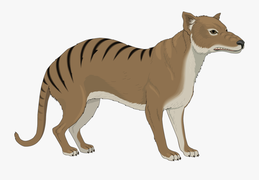 Transparent Strange Clipart - Tasmanian Tiger Clipart Png, Transparent Clipart