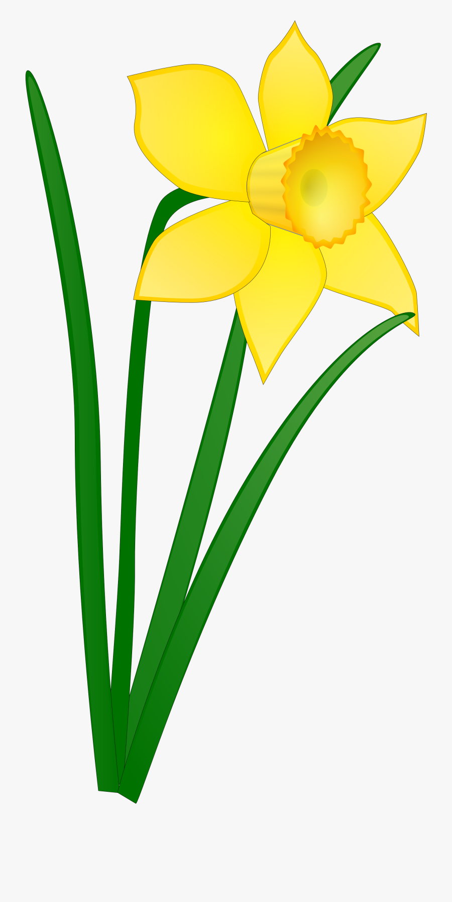 Collection Of Flowers - Daffodil Clipart, Transparent Clipart