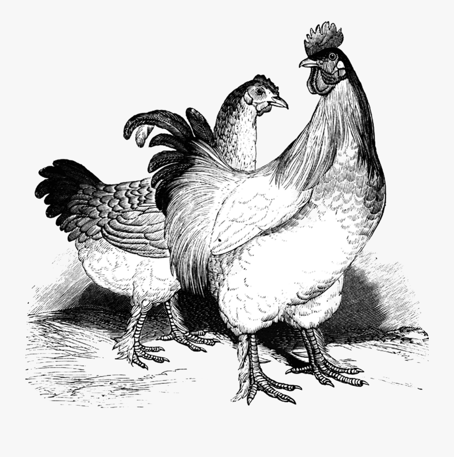 Chickens Clipart Vintage Free For Download On Rpelm - Vintage Chicken Clipart Black And White, Transparent Clipart